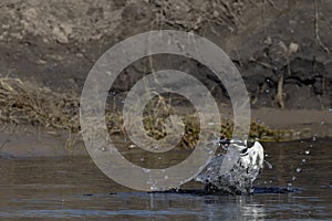 Pied kingfisher