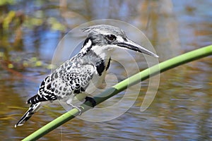 Pied Kingfisher photo