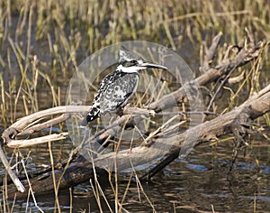 Pied Kingfisher