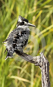Pied Kingfisher