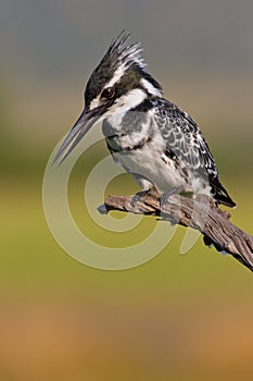 Pied Kingfisher