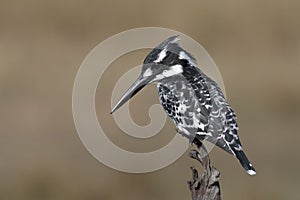 Pied Kingfisher