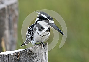 Pied Kingfisher photo