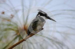 Pied Kingfisher