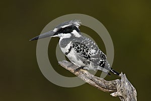 Pied Kingfisher