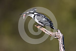 Pied Kingfisher