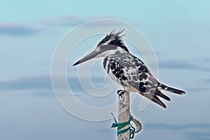 Pied Kingfisher bird, Ethiopia, Africa wildlife