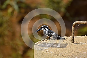 Pied Kingfisher bird perched in sunlight