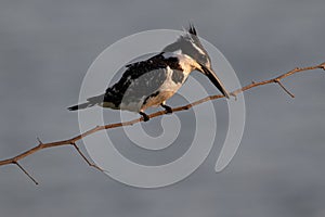 Pied kingfisher bird perched on a tree branch