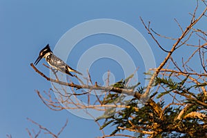 Pied Kingfisher Bird Tree
