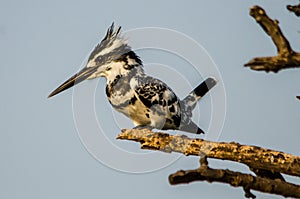 Pied Kingfisher - Birds of Pakistan