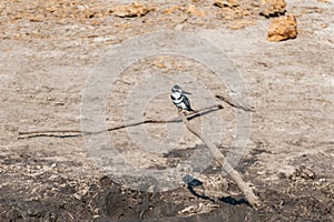 A pied kingfisher  in Botswana, Africa.