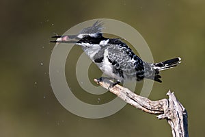 Pied Kingfisher with catch