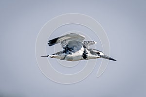 Pied kingfisher with catchlight in blue sky photo