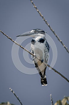 Pied kingfisher with catchlight on thin twig photo