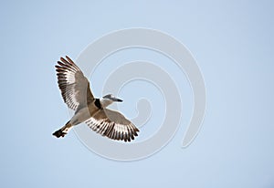 Pied Kingfisher (Ceryle rudis)