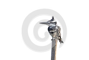 Pied kingfisher Ceryle rudis photo