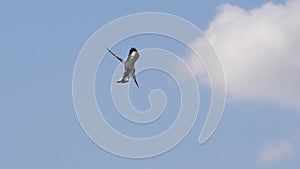 Pied Kingfisher, ceryle rudis, Adult in flight, Lake Baringo Kenya