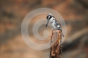 Pied kingfisher Ceryle rudis, an african bird