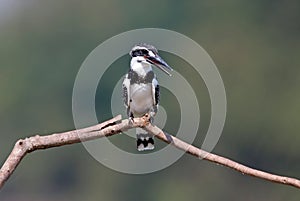 Pied kingfisher Ceryle rudis Beautiful Female Birds of Thailand