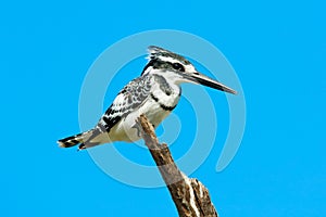 Pied Kingfisher, Ceryle rudis. Black and white bird sitting in the branch during sunrise with nice light, Moremi, Okavango delta,