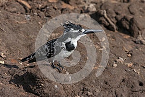 Pied Kingfisher - Ceryle rudis - Botswana