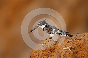Pied Kingfisher, Ceryle rudis, evening light with . Black and white bird sitting in the branch during sunrise with nice light, photo