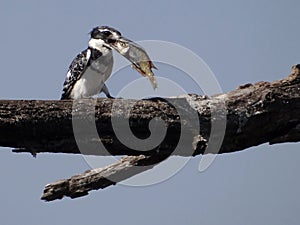 Pied kingfisher (Ceryle rudis) photo