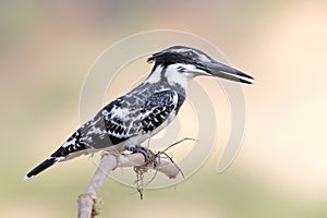 Pied kingfisher Ceryle rudis Male