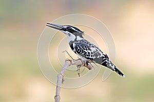 Pied kingfisher Ceryle rudis Male Birds of Thailand