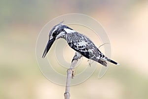 Pied kingfisher Ceryle rudis Male Birds of Thailand