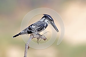 Pied kingfisher Ceryle rudis Male Birds of Thailand