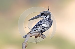 Pied kingfisher Ceryle rudis Male Birds of Thailand