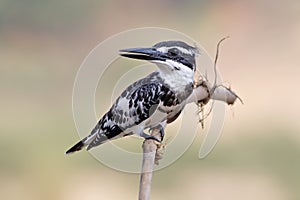 Pied kingfisher Ceryle rudis Male Birds of Thailand