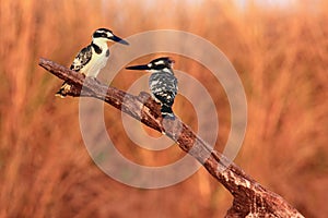 The pied kingfisher ,Ceryle rudis, pair sitting on a branch at sunset light. Pair of kingfishers sitting on dry branch with