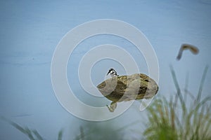 pied kingfisher or Ceryle rudis perched on rock with reflection in ramganga water in summer season safari at dhikala zone of jim