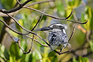 Pied Kingfisher  - Ceryle rudis photo