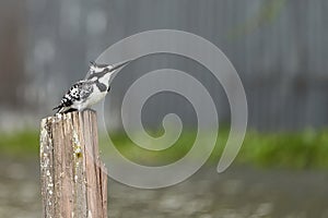 Pied kingfisher Ceryle rudis Portrait of a water fish hunter