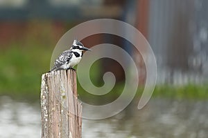 Pied kingfisher Ceryle rudis Portrait of a water fish hunter