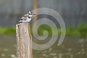 Pied kingfisher Ceryle rudis Portrait of a water fish hunter