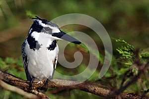 The pied kingfisher Ceryle rudis sitting on an acacia branch with spines