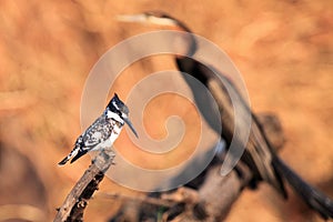 The pied kingfisher Ceryle rudis sitting on the branch with african darter as a background