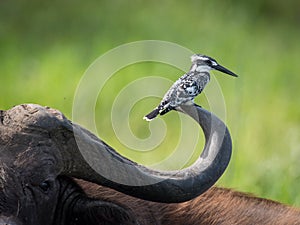 The Pied Kingfisher, Ceryle rudis is sitting and posing on the buffalo horn, amazing picturesque green background, in the morning photo