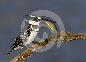 Pied Kingfisher with a colorful fish catch