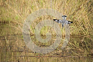 Pied kingfisher diving in water