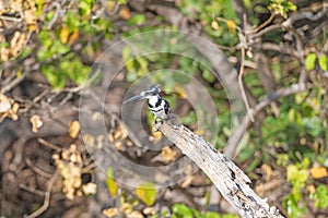 A Pied Kingfisher Enjoying Its Meal