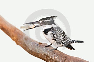 Pied Kingfisher with fish