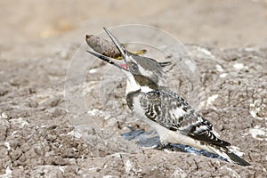 Pied Kingfisher with fish between beak