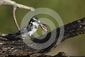 A pied kingfisher fishing