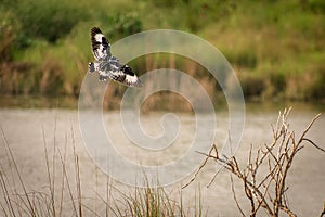 Pied kingfisher in flight